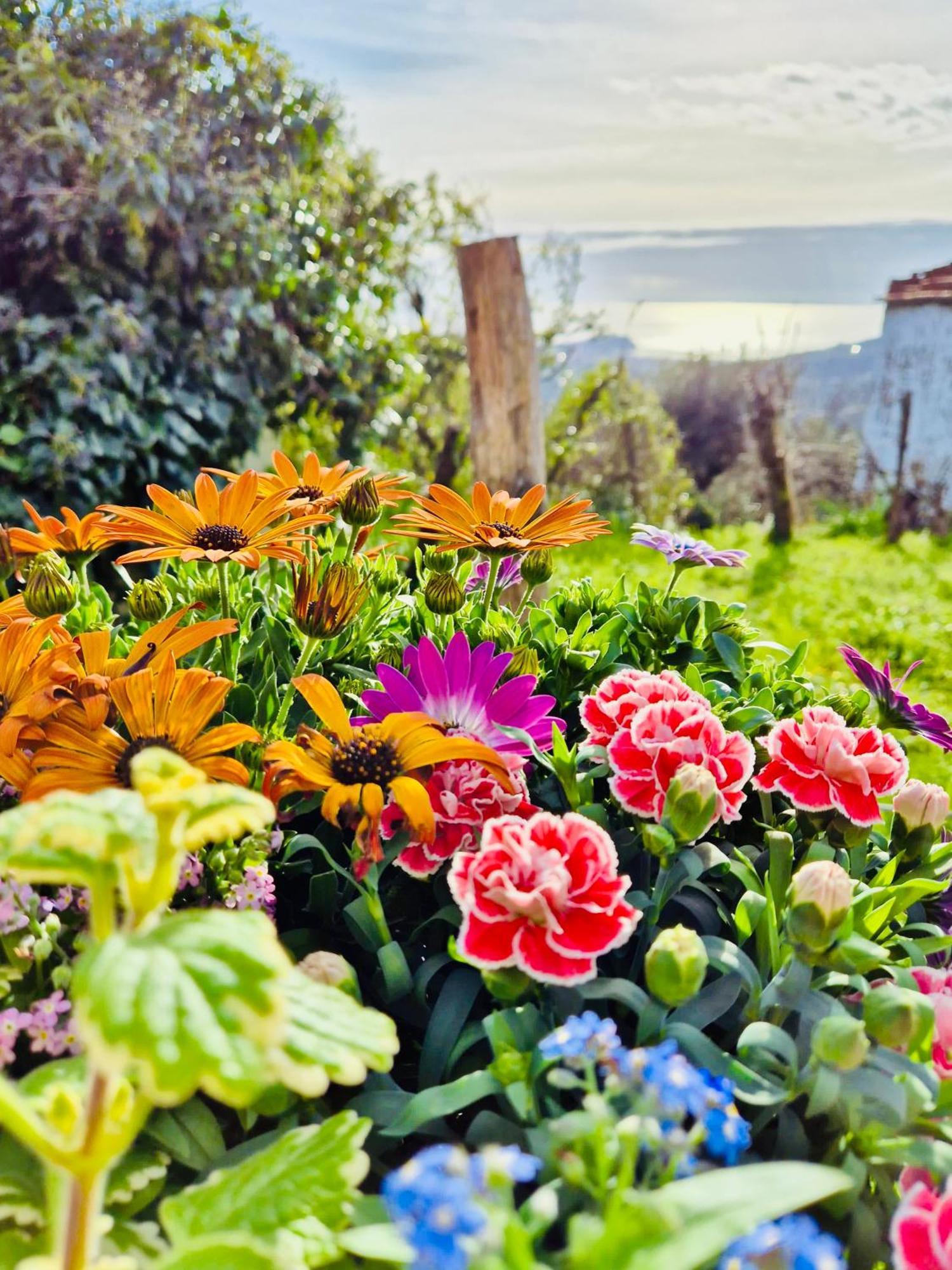 La Collina Sul Mare - Casa Vacanze Sestri Levante Eksteriør billede
